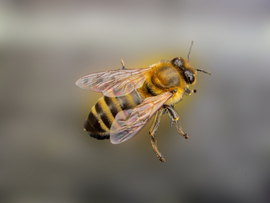 Apis mellifera – Die Honigbiene