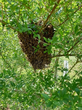 Schwarmvolk vom Bienenweg, das nun im Welterbe-Garten wohnen darf